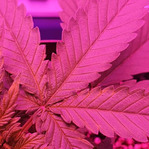 Critical +2 XXL Auto growlog photo: Aparecimento de manchas claras nas laterais das folhas superiores, podem ter sido queimaduras por conta do óleo de neem ou mesmo altura das luzes.