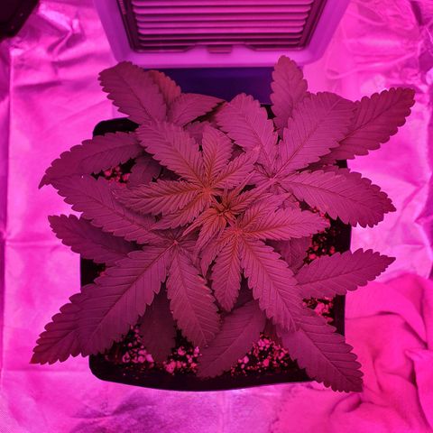 Critical +2 XXL Auto growlog photo: Surgimento de manchas amareladas nas pontas das primeiras folhas, pode ser sinal de overfert ou mesmo envelhecimento das folhas. Os sinais de estresse térmico não progrediram.