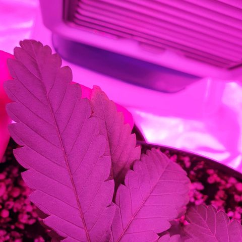 Critical +2 XXL Auto growlog photo: Surgimento de manchas amareladas nas pontas das primeiras folhas, pode ser sinal de overfert ou mesmo envelhecimento das folhas. Os sinais de estresse térmico não progrediram.