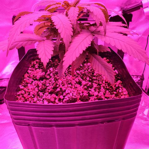 Critical +2 XXL Auto growlog photo: Surgimento de manchas amareladas nas pontas das primeiras folhas, pode ser sinal de overfert ou mesmo envelhecimento das folhas. Os sinais de estresse térmico não progrediram.