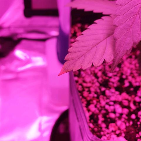 Critical +2 XXL Auto growlog photo: Surgimento de manchas amareladas nas pontas das primeiras folhas, pode ser sinal de overfert ou mesmo envelhecimento das folhas. Os sinais de estresse térmico não progrediram.