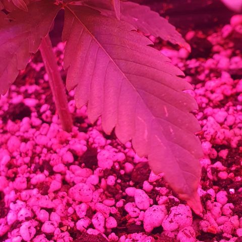 Critical +2 XXL Auto growlog photo: Surgimento de manchas amareladas nas pontas das primeiras folhas, pode ser sinal de overfert ou mesmo envelhecimento das folhas. Os sinais de estresse térmico não progrediram.