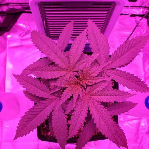 Critical +2 XXL Auto growlog photo: Nota-se que o stress térmico está sendo um fator determinante no surgimento de manchas, desliguei um dos painéis, além disso as folhas inferiores começaram o processo de defoliação natural.