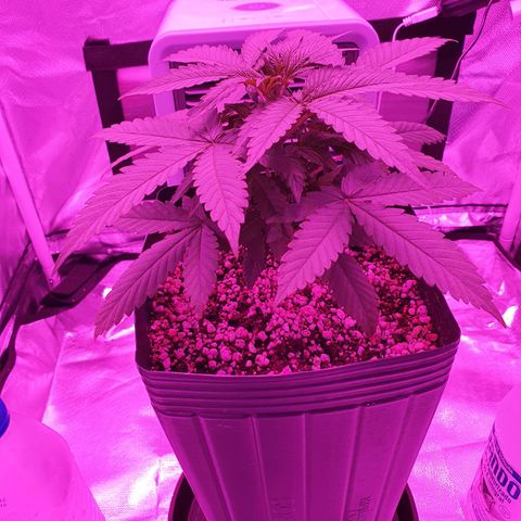 Critical +2 XXL Auto growlog photo: Nota-se que o stress térmico está sendo um fator determinante no surgimento de manchas, desliguei um dos painéis, além disso as folhas inferiores começaram o processo de defoliação natural.