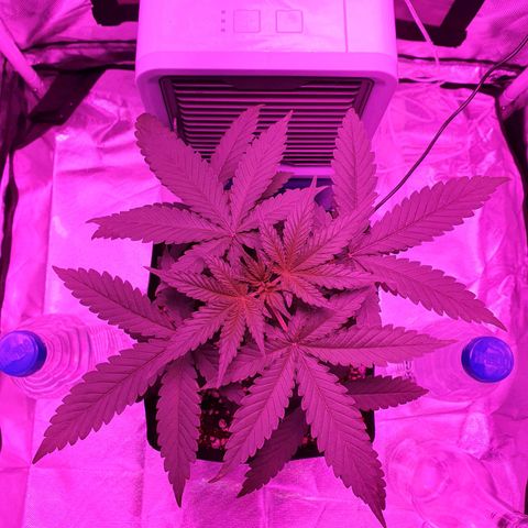 Critical +2 XXL Auto growlog timeline photo