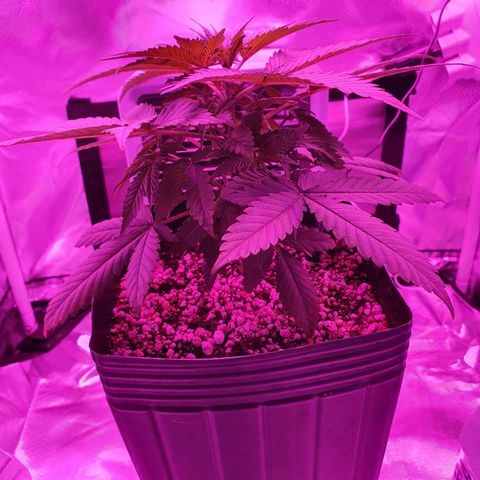 Critical +2 XXL Auto growlog timeline photo