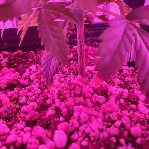 Critical +2 XXL Auto growlog timeline photo