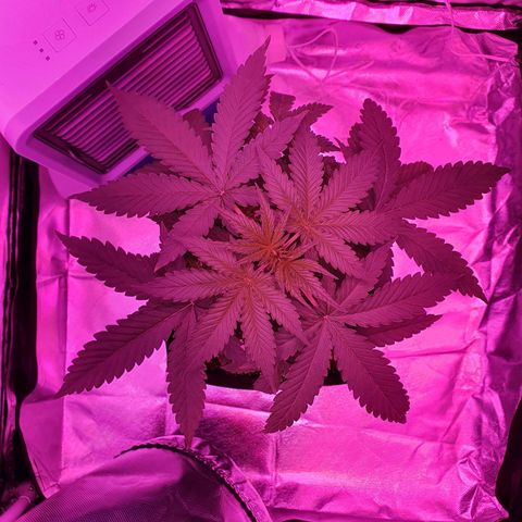 Critical +2 XXL Auto growlog timeline photo