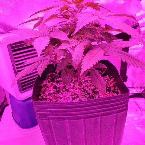 Critical +2 XXL Auto growlog timeline photo
