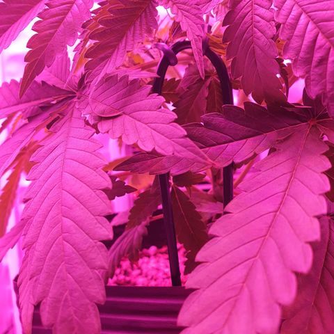 Critical +2 XXL Auto growlog photo: Treinamento do ramo principal, dobrei para melhorar a iluminação dos ramos inferiores.