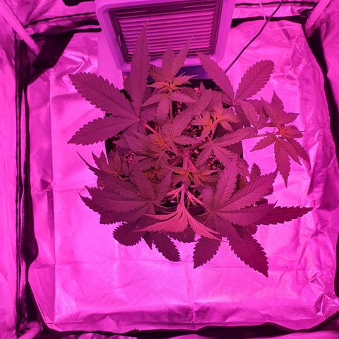 Critical +2 XXL Auto growlog timeline photo
