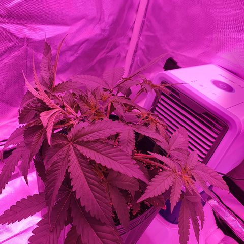 Critical +2 XXL Auto growlog timeline photo