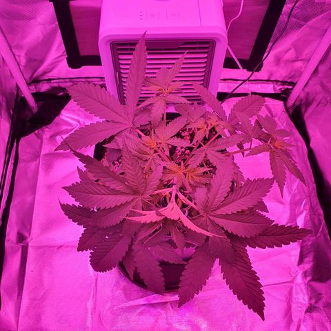 Critical +2 XXL Auto growlog timeline photo