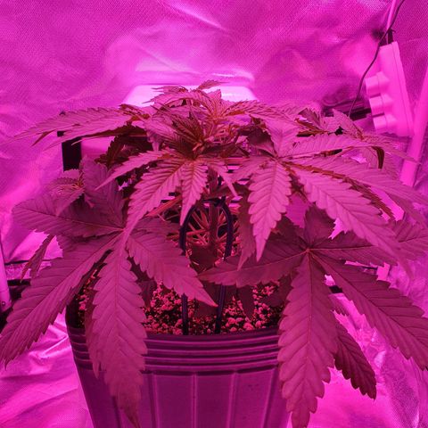 Critical +2 XXL Auto growlog timeline photo