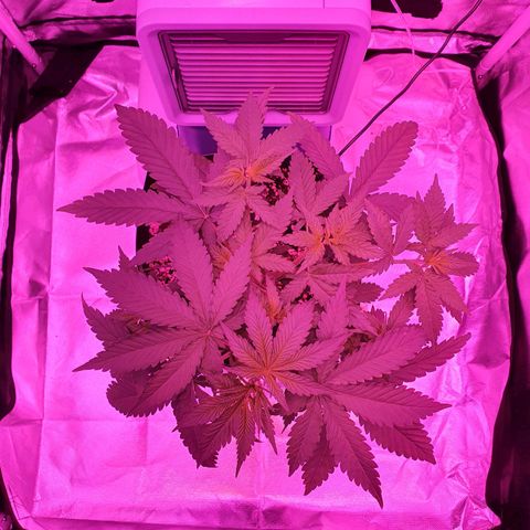 Critical +2 XXL Auto growlog timeline photo