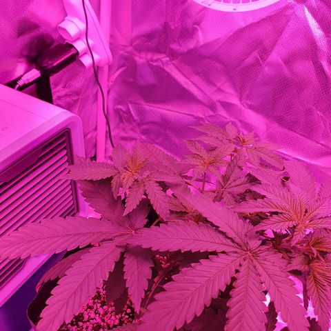 Critical +2 XXL Auto growlog timeline photo