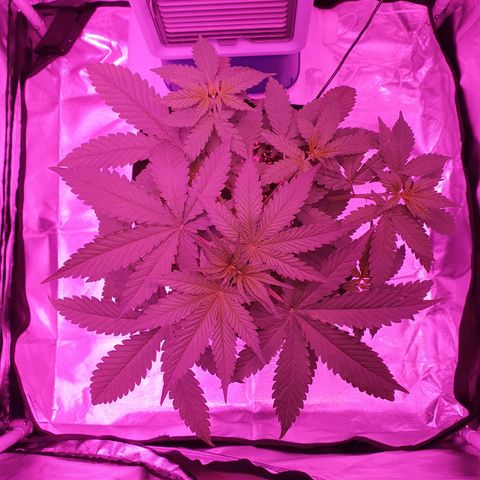 Critical +2 XXL Auto growlog photo: As manchas provenientes do desbalanceamento do PH não progrediram nas novas folhas, apenas nas antigas, medidas de correção iniciadas desde a última rega.