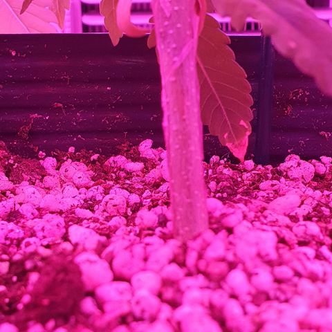 Critical +2 XXL Auto growlog photo: As manchas provenientes do desbalanceamento do PH não progrediram nas novas folhas, apenas nas antigas, medidas de correção iniciadas desde a última rega.