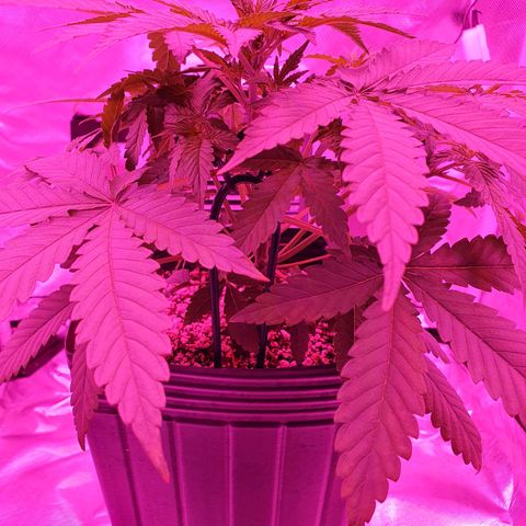 Critical +2 XXL Auto growlog photo: As manchas provenientes do desbalanceamento do PH não progrediram nas novas folhas, apenas nas antigas, medidas de correção iniciadas desde a última rega.