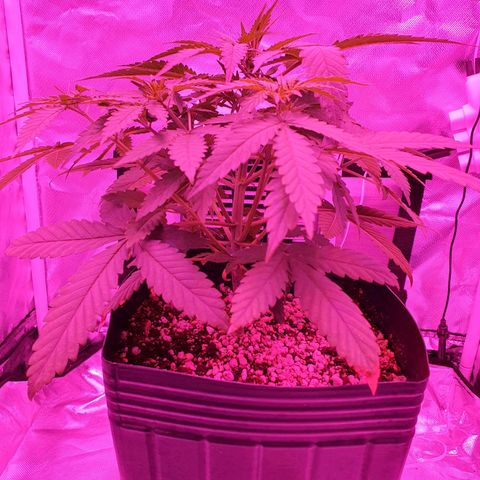 Critical +2 XXL Auto growlog photo: As manchas provenientes do desbalanceamento do PH não progrediram nas novas folhas, apenas nas antigas, medidas de correção iniciadas desde a última rega.