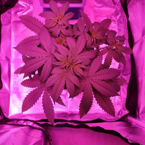 Critical +2 XXL Auto growlog timeline photo