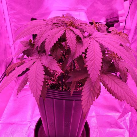Critical +2 XXL Auto growlog timeline photo