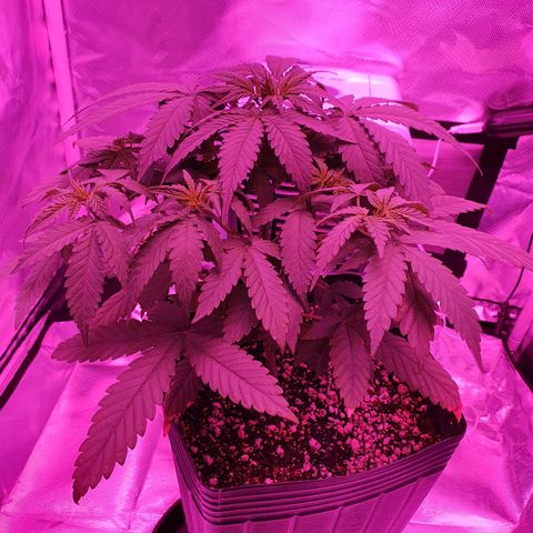 Critical +2 XXL Auto growlog timeline photo