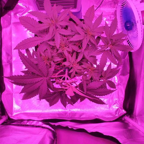 Critical +2 XXL Auto growlog timeline photo
