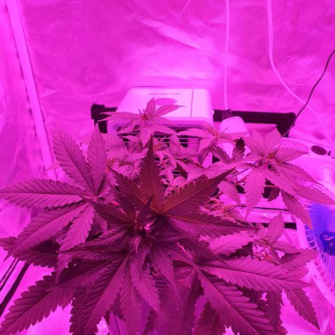 Critical +2 XXL Auto growlog timeline photo