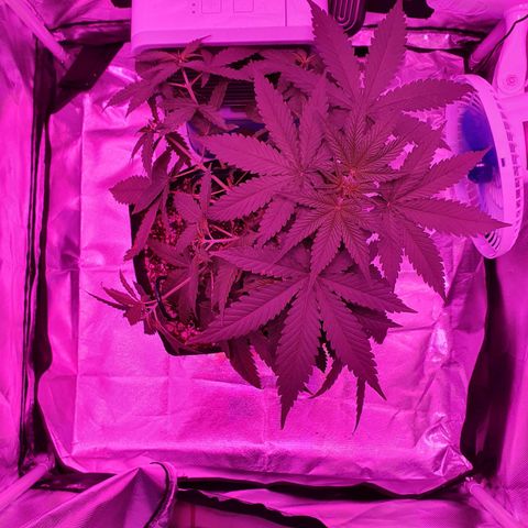 Critical +2 XXL Auto growlog timeline photo