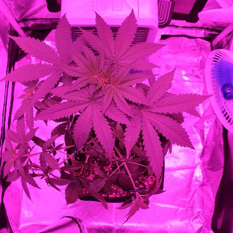 Critical +2 XXL Auto growlog timeline photo