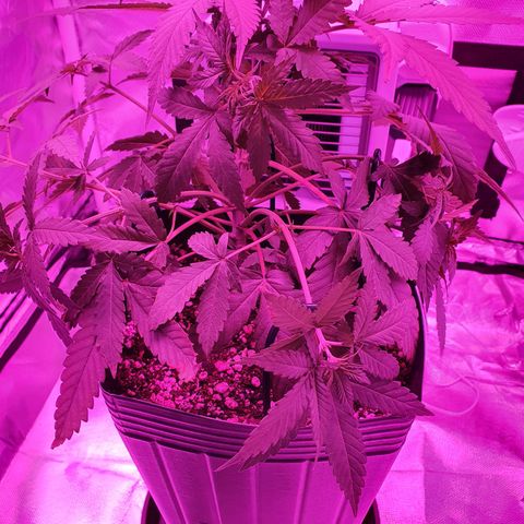 Critical +2 XXL Auto growlog timeline photo