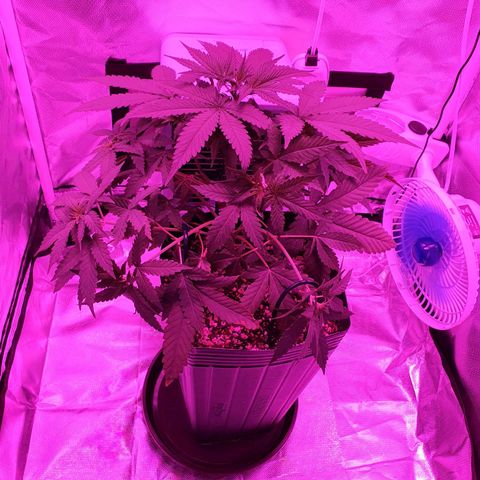 Critical +2 XXL Auto growlog timeline photo