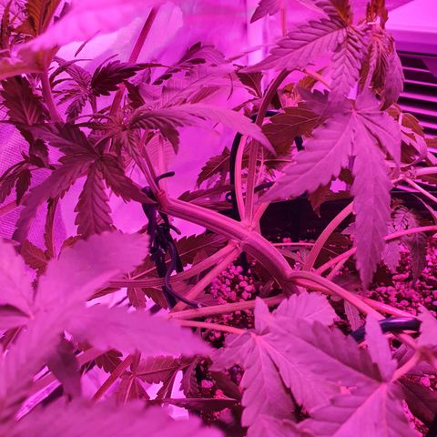 Critical +2 XXL Auto growlog timeline photo