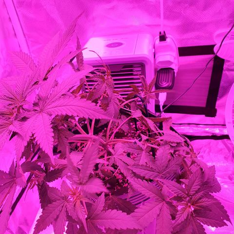 Critical +2 XXL Auto growlog timeline photo
