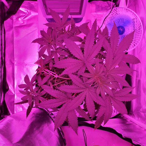 Critical +2 XXL Auto growlog timeline photo