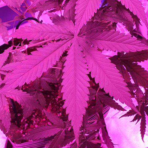 Critical +2 XXL Auto growlog timeline photo
