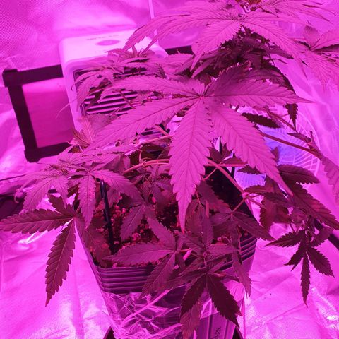 Critical +2 XXL Auto growlog timeline photo