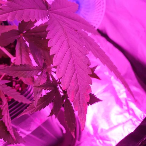 Critical +2 XXL Auto growlog timeline photo