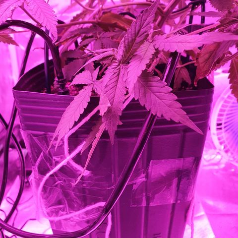 Critical +2 XXL Auto growlog timeline photo
