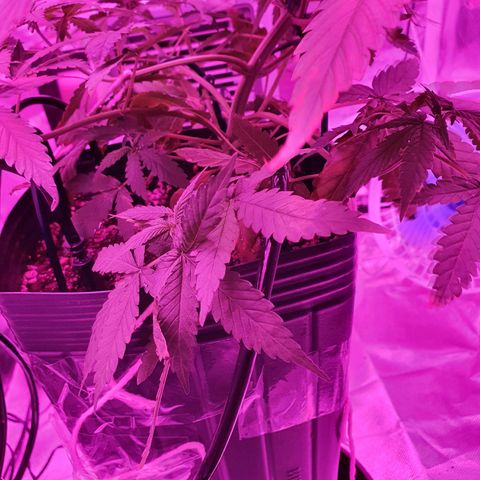Critical +2 XXL Auto growlog timeline photo