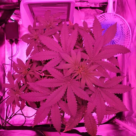 Critical +2 XXL Auto growlog timeline photo