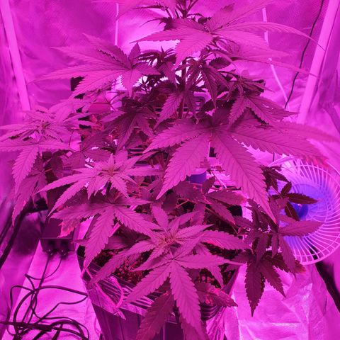 Critical +2 XXL Auto growlog photo: Pré flora.