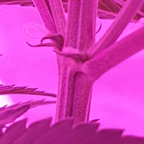 Critical +2 XXL Auto growlog photo: Pré flora.