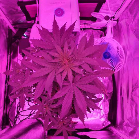 Critical +2 XXL Auto growlog photo: Pré flora.