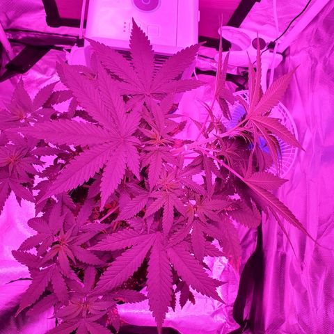 Critical +2 XXL Auto growlog timeline photo