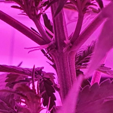 Critical +2 XXL Auto growlog timeline photo