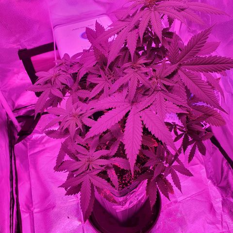 Critical +2 XXL Auto growlog timeline photo