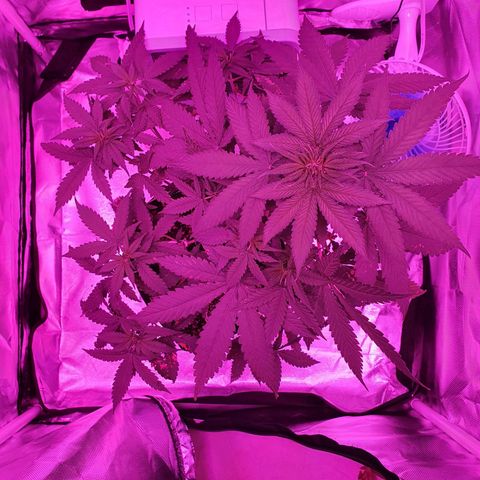 Critical +2 XXL Auto growlog timeline photo