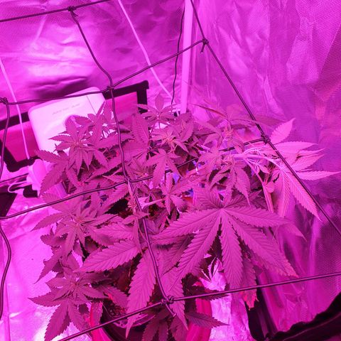 Critical +2 XXL Auto growlog timeline photo